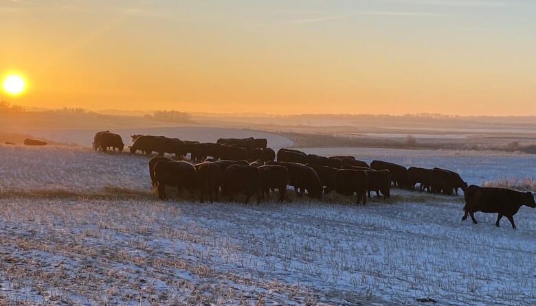 Shawn Wilson is one of the owners of SW Cattle. He said the cold snap this month in the Prairies was inconvenient, but his cows are 'no worse off than we thought we were going to be before the winter started.'