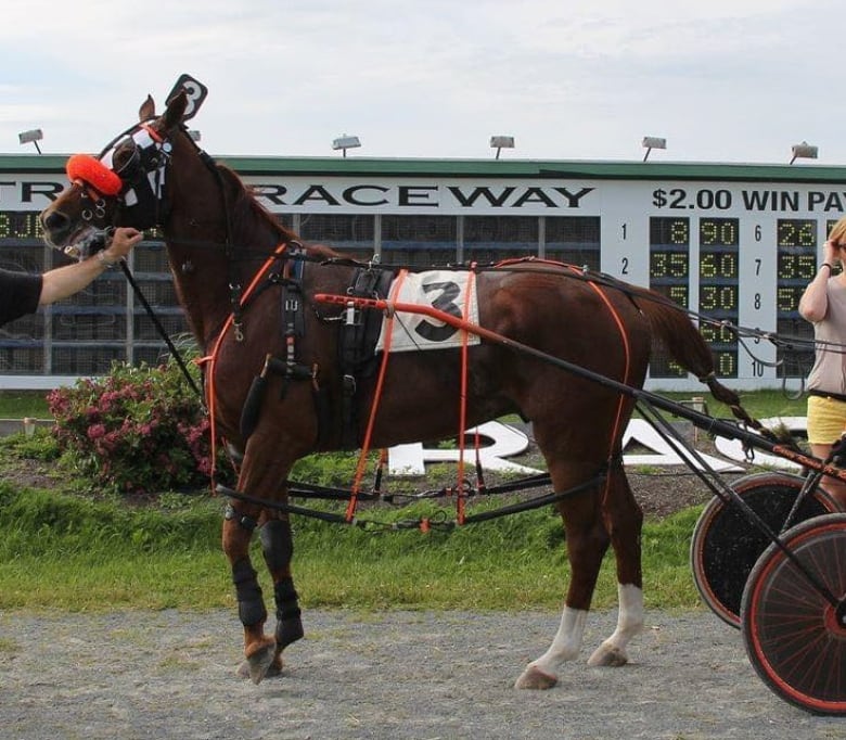 A racehorse stands in front of a scoreboard still attached to his cart. A hand extends from the left side of the frame and holds the horse in place.