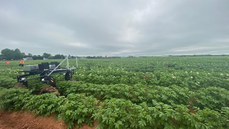 A four-wheeled robotic rover is seen in a potato field.