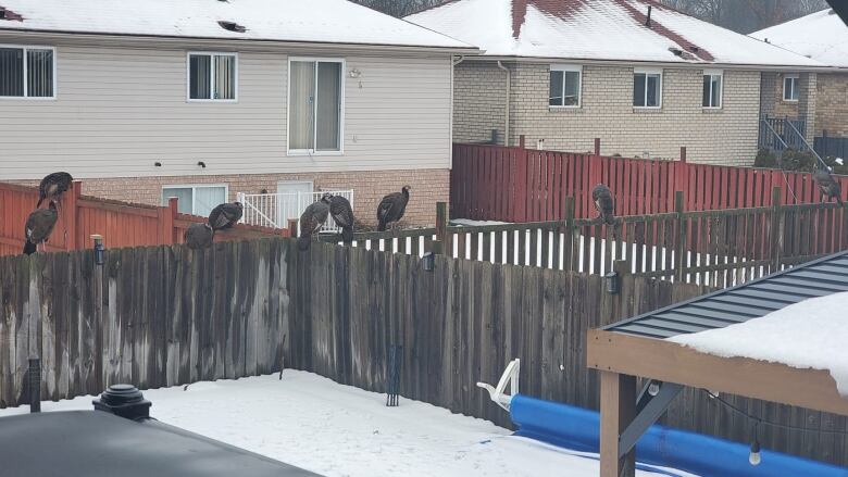 a large group of turkeys perched on various backyard fences