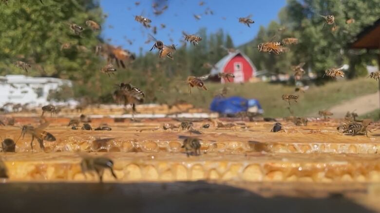 A bee box buzzing with colony of bees with a barn and fields of green in the background. 