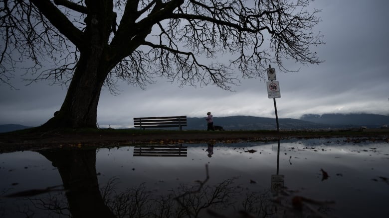 A woman walks her dog past a giant puddle next to a tree amid heavy rain.