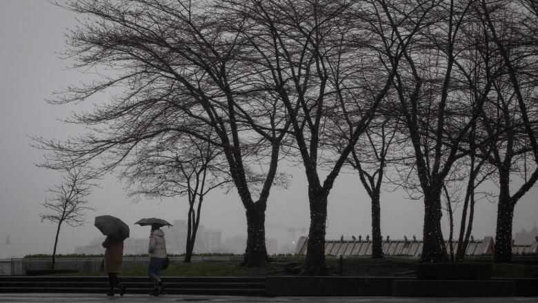 Two women each carrying an umbrella are seen walking next to a line of trees. 