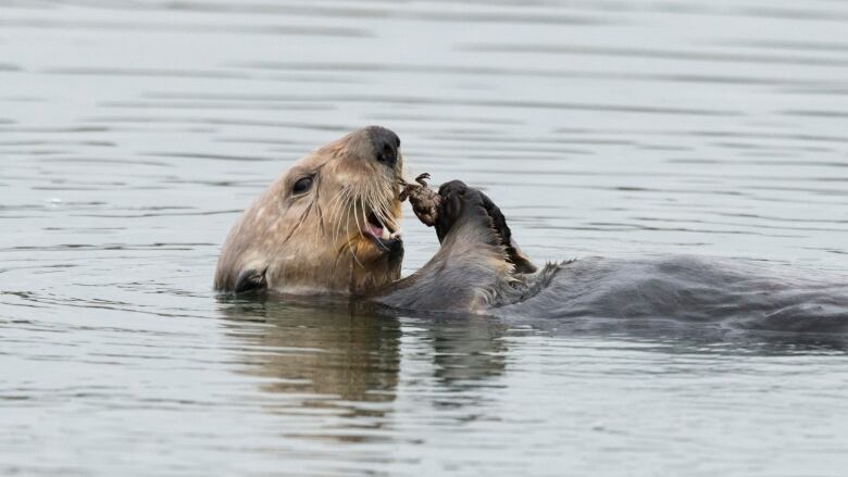 A sea otter eats a shellfish while floating in Elkhorn Slough estuary in Monterey Bay, California, USA. 