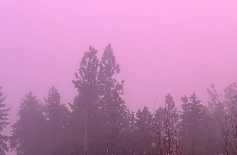 Trees under a pink sky.