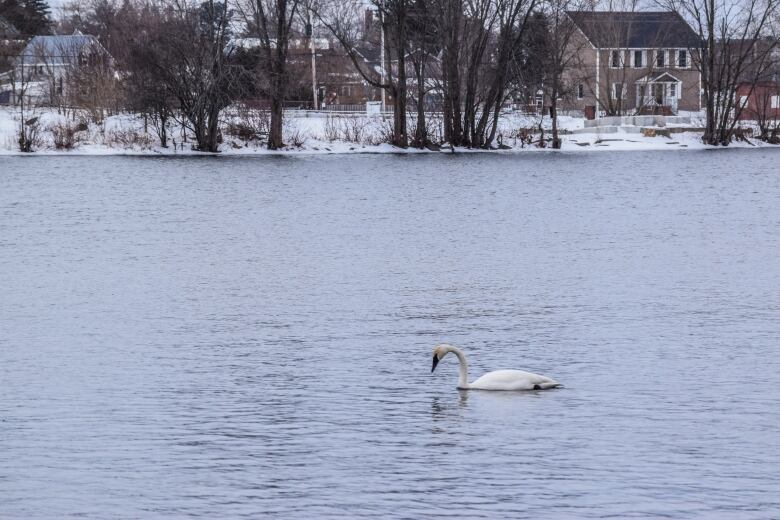 A big white bird on a river in winter.