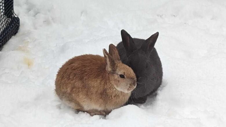 Two bunnies snuggle together in the snow.