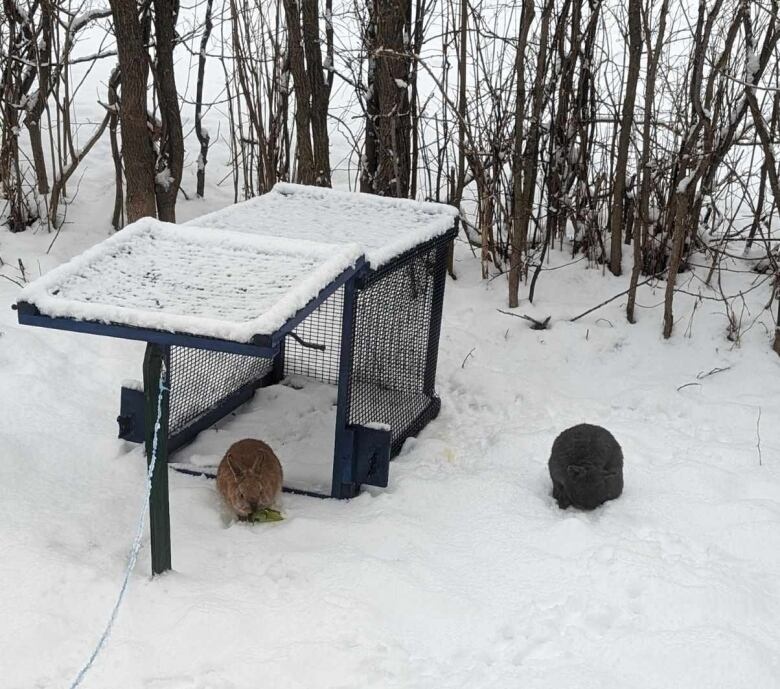 Two bunnies are seen near a live trap on a winter day.