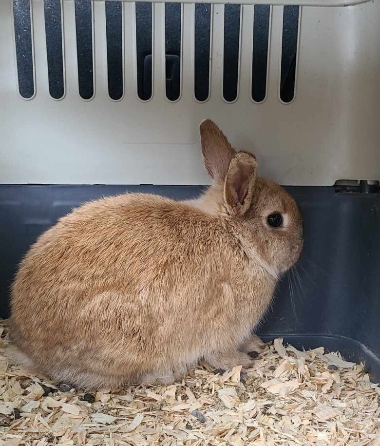 A blonde-furred bunnies in a kennel.