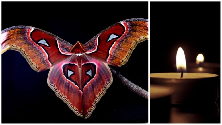 This 2022 file photo, left, provided by Samuel Timothy Fabian shows an Atlas Moth (Attacus lorquinii) used to test the interaction of flying insects with artificial light is photographed at Imperial College London. Many scientists have long assumed that moths and other flying insects were simply drawn to bright lights. But a new study suggests, rather than being attracted to light, researchers believe that artificial lights at night may actually scramble flying insects innate navigational systems.