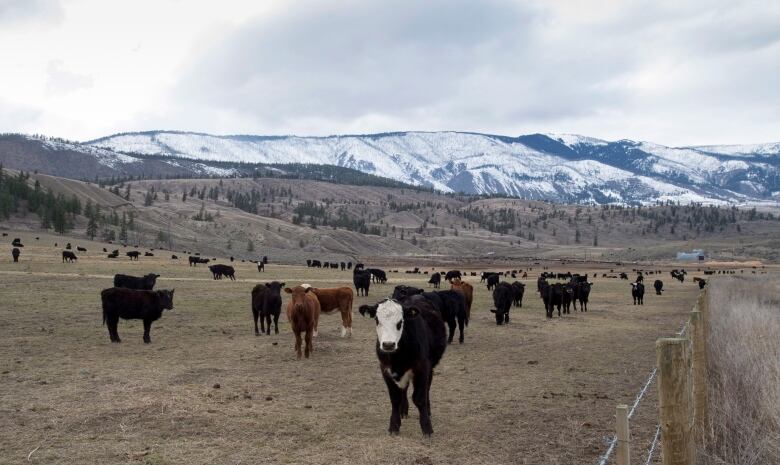 Cattle are seen in a field. Snowy mountains are visible in the background.