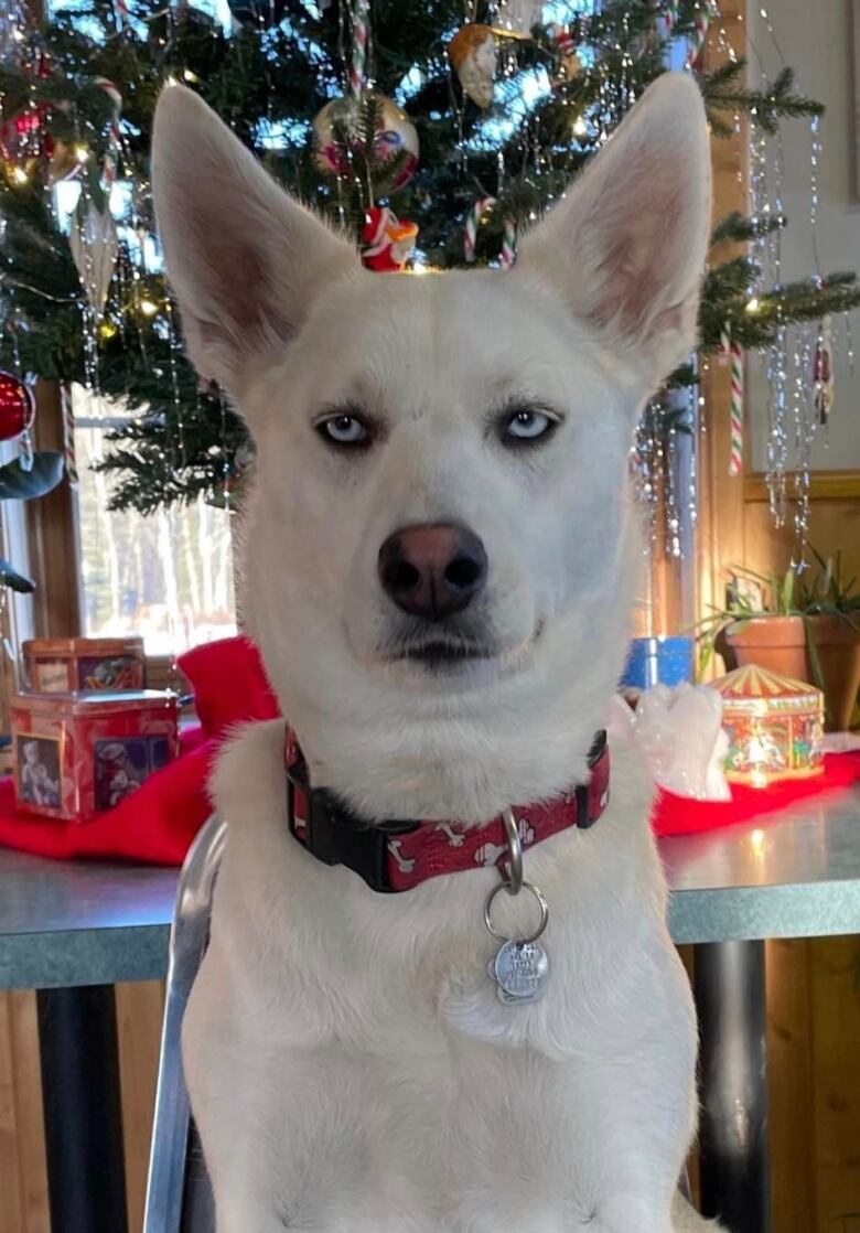 A white husky-type dog is sitting and snaring into the camera.