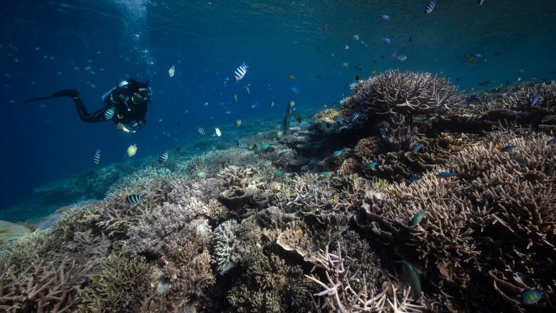 A snorkeler swims near a partially bleached coral reef surrounded by small striped fish.