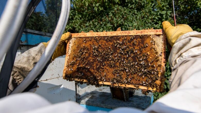 A beekeeper holds up a slab from one of their honeybee hives to inspect the insects.