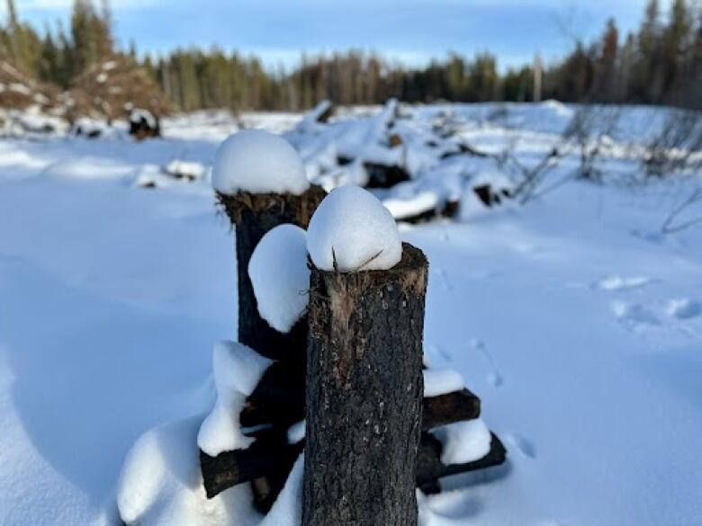 Blackened tree stumps covered with snow in a park.