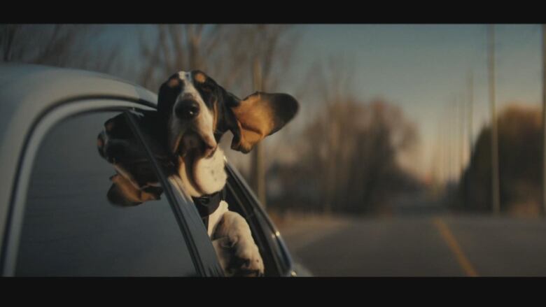 A dog's ears flap in the wind as it sticks its head from a moving car on a rural road. 