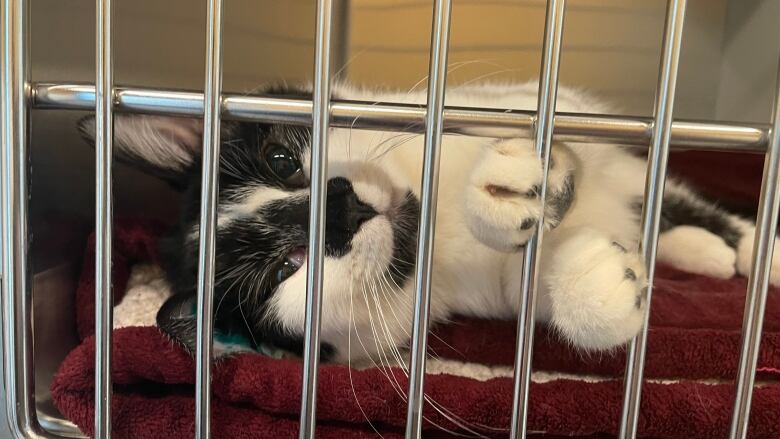 A black and white cat lying on a red blanket in a kennel.