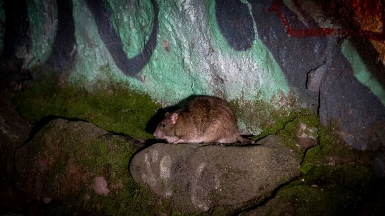 A rat is pictured near a colourful rock, sitting on a mossy stone.