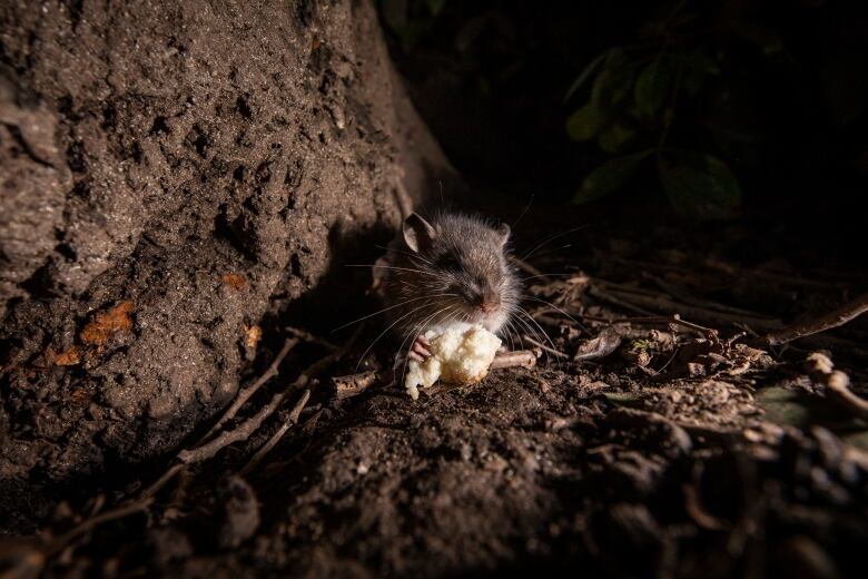 A rat with scavenged food in its mouth is pictured near Burrard Station  in Vancouver, British Columbia on Tuesday, Feb. 6, 2024. 