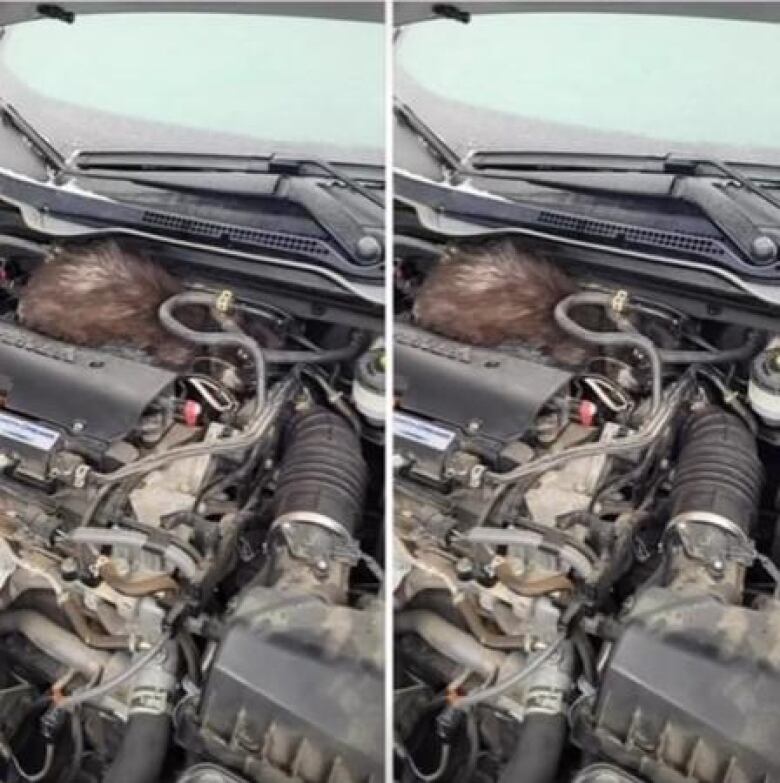 A cat stuck inside a car hood.