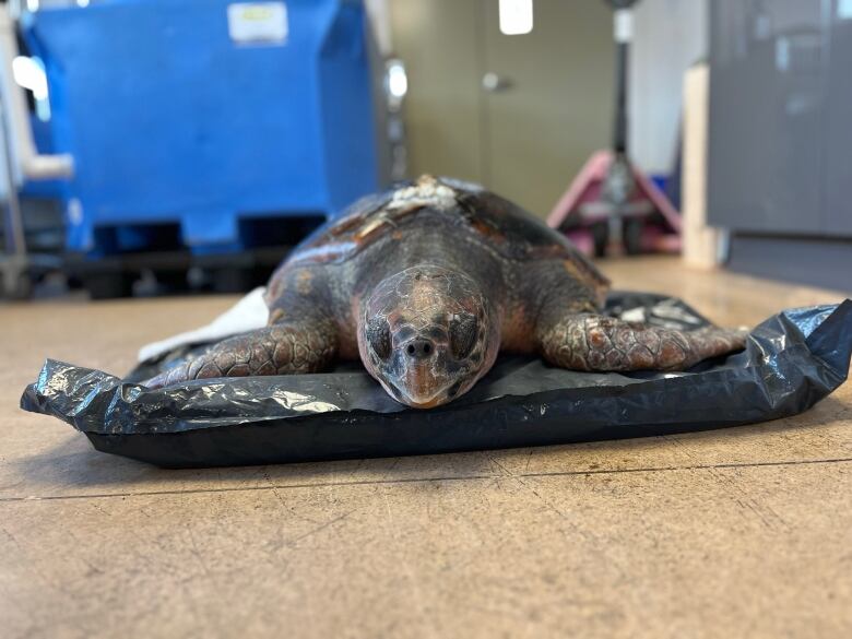 A turtle lies on a plastic sheet while on a tiled floor.