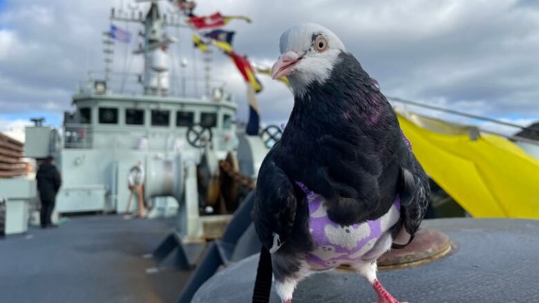 A bald Birmingham roller in a purple fabric diaper poses in front of a ship