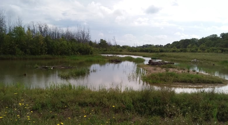 A pond amid tall grasses