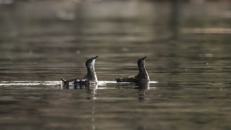 two birds looking up as they swim