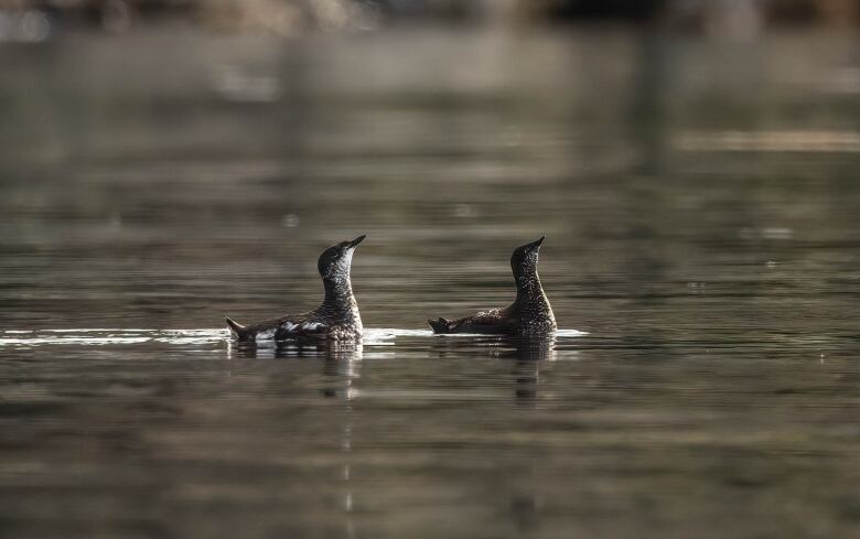 two birds looking up as they swim