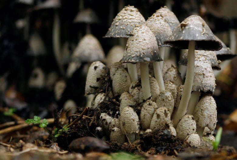 A group of mushrooms in the forest.