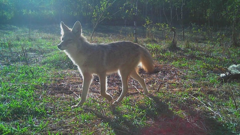 A coyote walks in the woods.