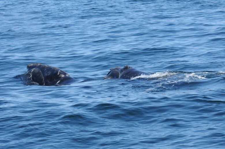 Two North Atlantic right whales can be seen swimming in the ocean off Cape Cod, Mass., in spring 2023.