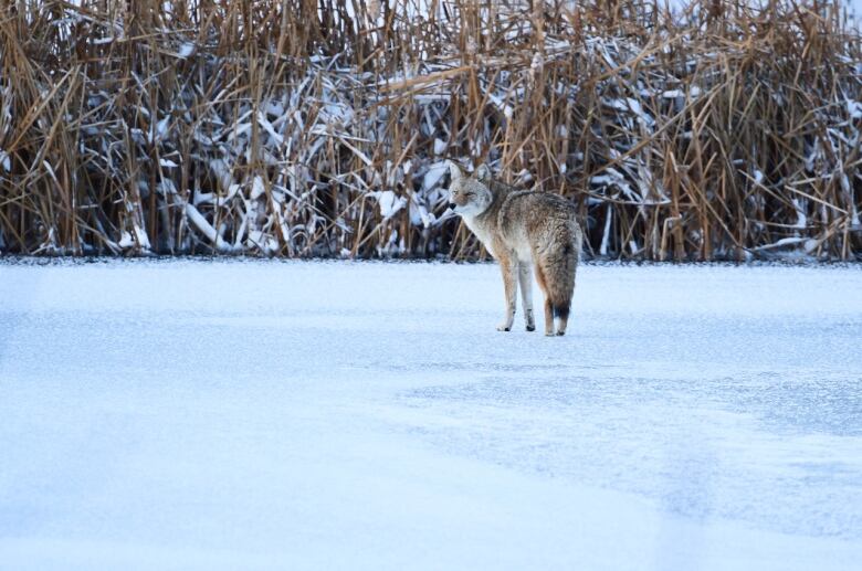 A coyote in a snowy field