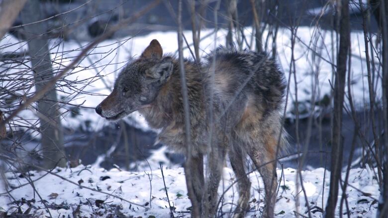 A coyote seen through bare branches in the winter.