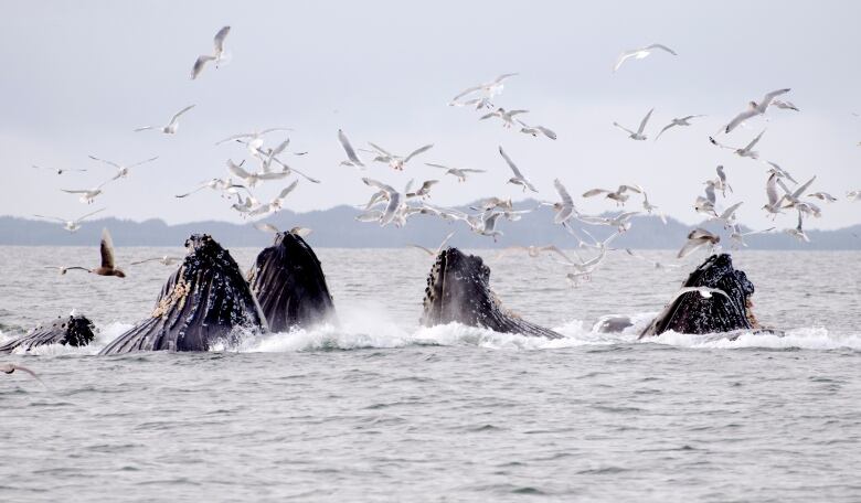 Seagulls swarm over 4 humpback whales feeding in the coastal waters near Prince Rupert, British Columbia, Canada. 