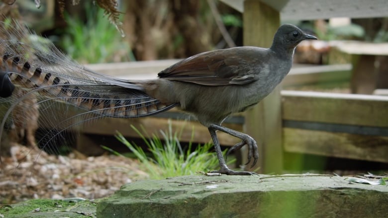 A brown bird with colourful and twisted tail feathers walks on a rock near a wooden walkway. 