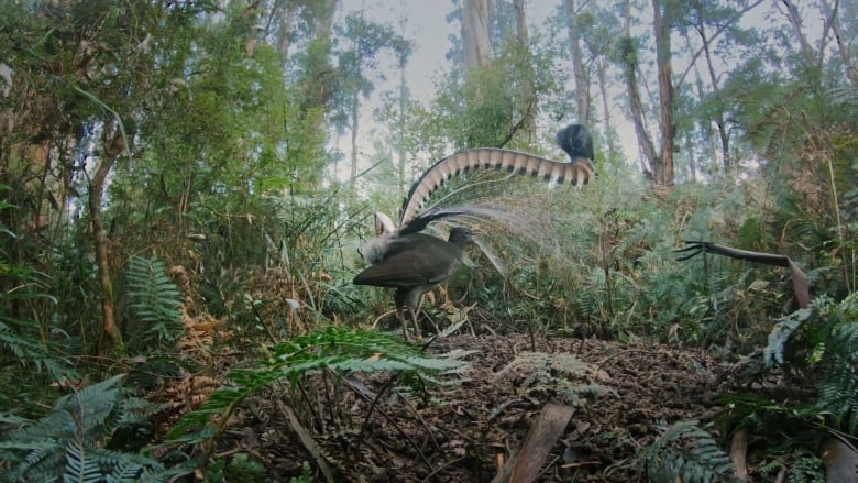 A brown bird stands in a small forest clearing, holding his colourful, twisted tail feathers over his head. 