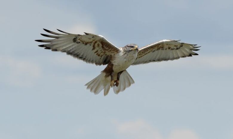 Alberta's ferruginous hawk species has been endangered since 2006.  