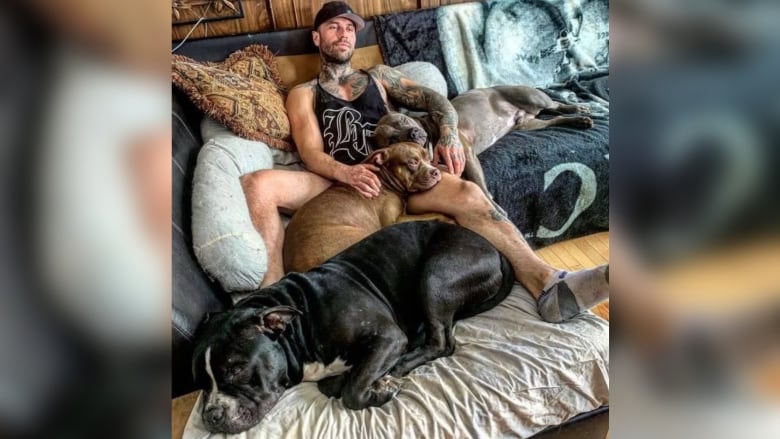 A man lies on a sofa with three pit bull dogs.