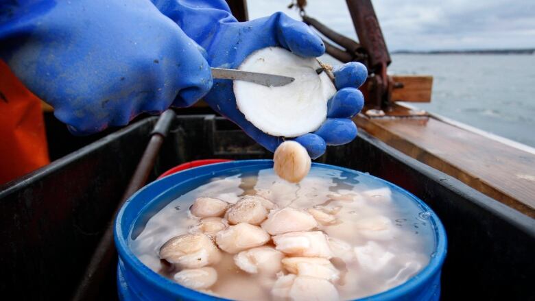 scallop shucking into a blue barrel