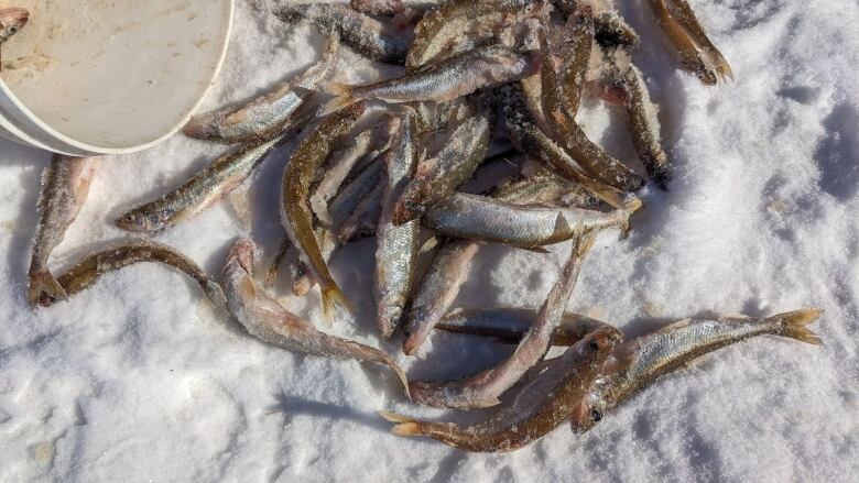 Dozens of small frozen fish on the snow 