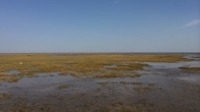 A large expanse of muskeg with a blue sky above.