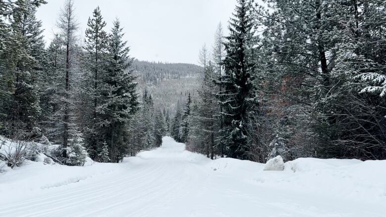 A snowy pathway between trees