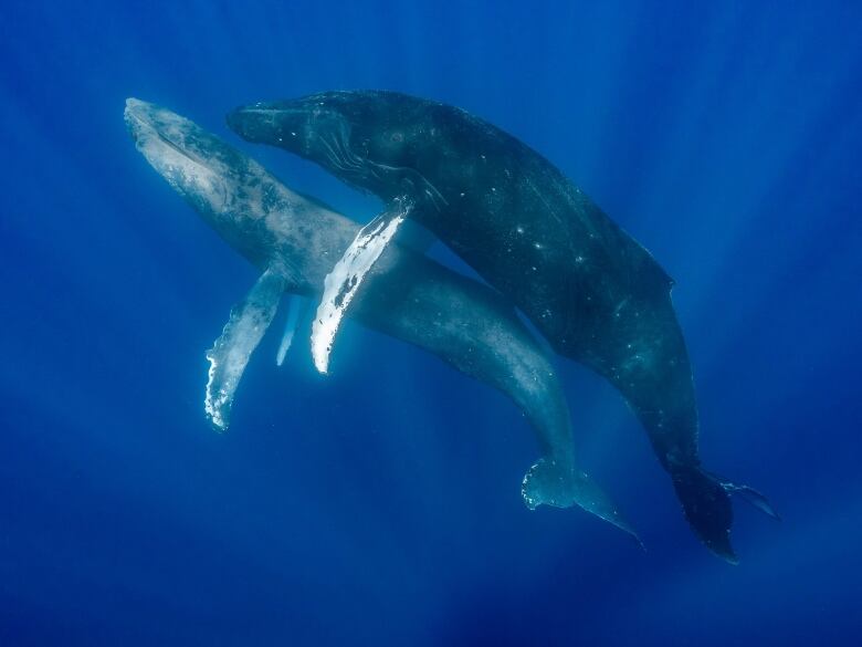 A skinny, light-coloured humpback whale is mounted by a larger, darker-coloured whale in bright blue, sunlit waters.