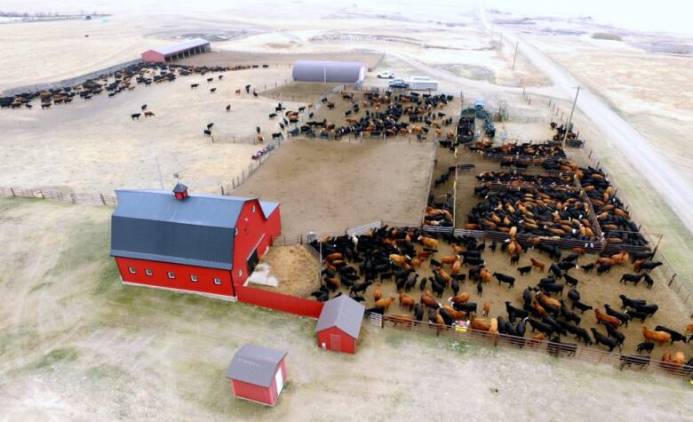 Cows mill around a small feedlot in this aerial photo that features a bright red barn. 