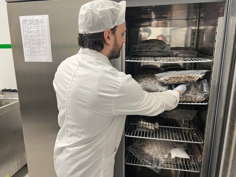 A man in a white uniform places a tray containing dead crickets into a metal cabinet.