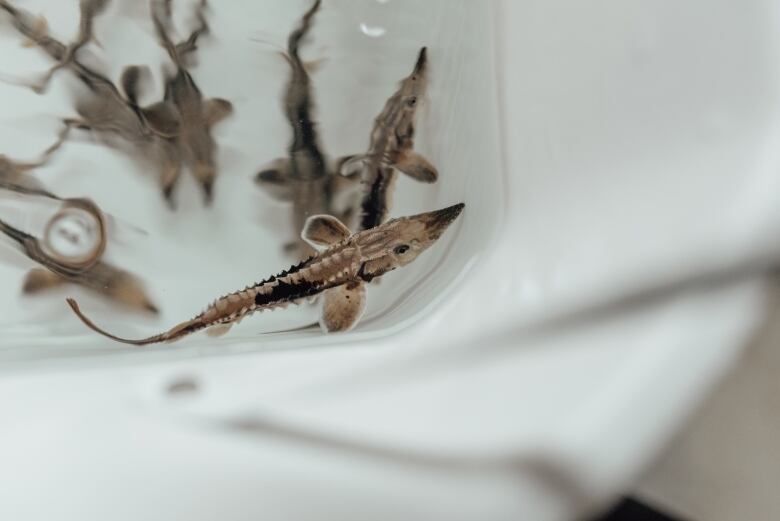 Baby sturgeon swim around in a plastic container.