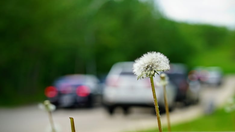 A dandelion is in the foreground outside on an overcast day. Leafy trees are in the background, as are blurry cars on a paved road.