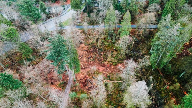 An overhead shot of several trees on the forest floor.