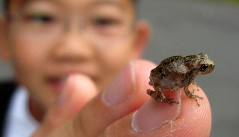 A tiny frog perches on a person's fingertip -- he is visible, blurry, in the background.